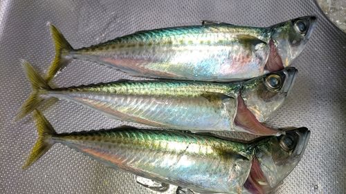 ゴマサバの釣果