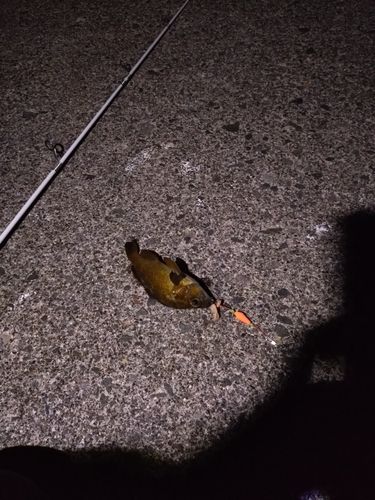 エゾメバルの釣果