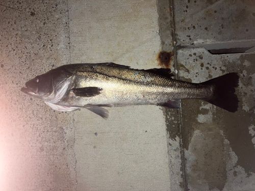 シーバスの釣果