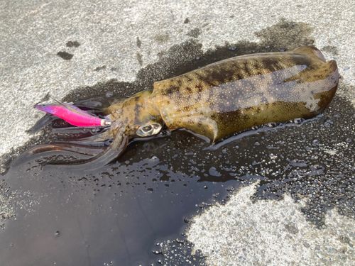 アオリイカの釣果