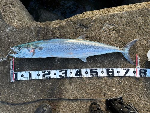 サワラの釣果