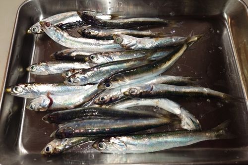 カタクチイワシの釣果