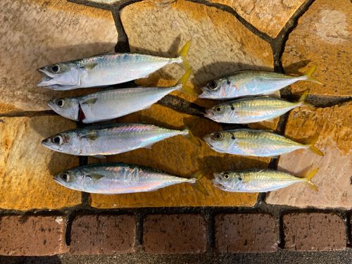 サバの釣果