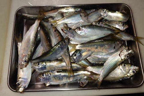 サッパの釣果