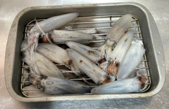 マメイカの釣果