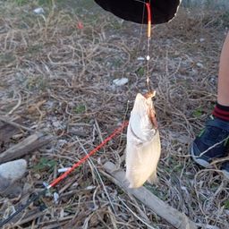 セイゴ（マルスズキ）