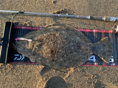 ヒラメの釣果