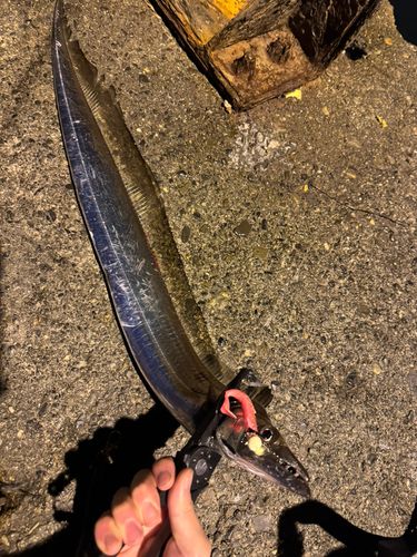 タチウオの釣果