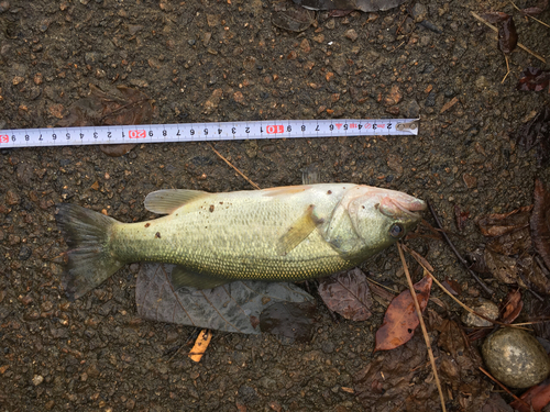 ブラックバスの釣果