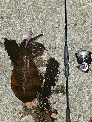 アオリイカの釣果