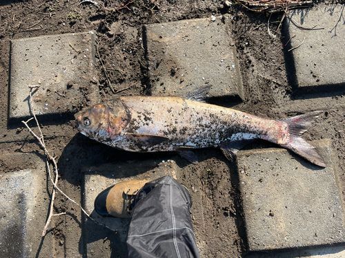 ハクレンの釣果