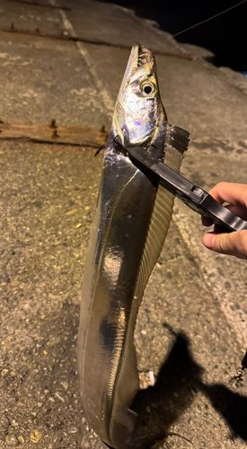 タチウオの釣果