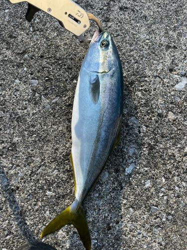 三陸海岸（岩手）