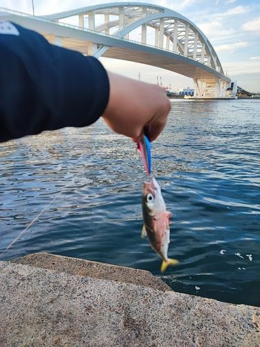 サバの釣果