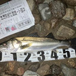 セイゴ（マルスズキ）