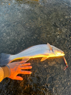 オオニベの釣果