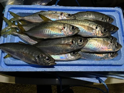 アジの釣果