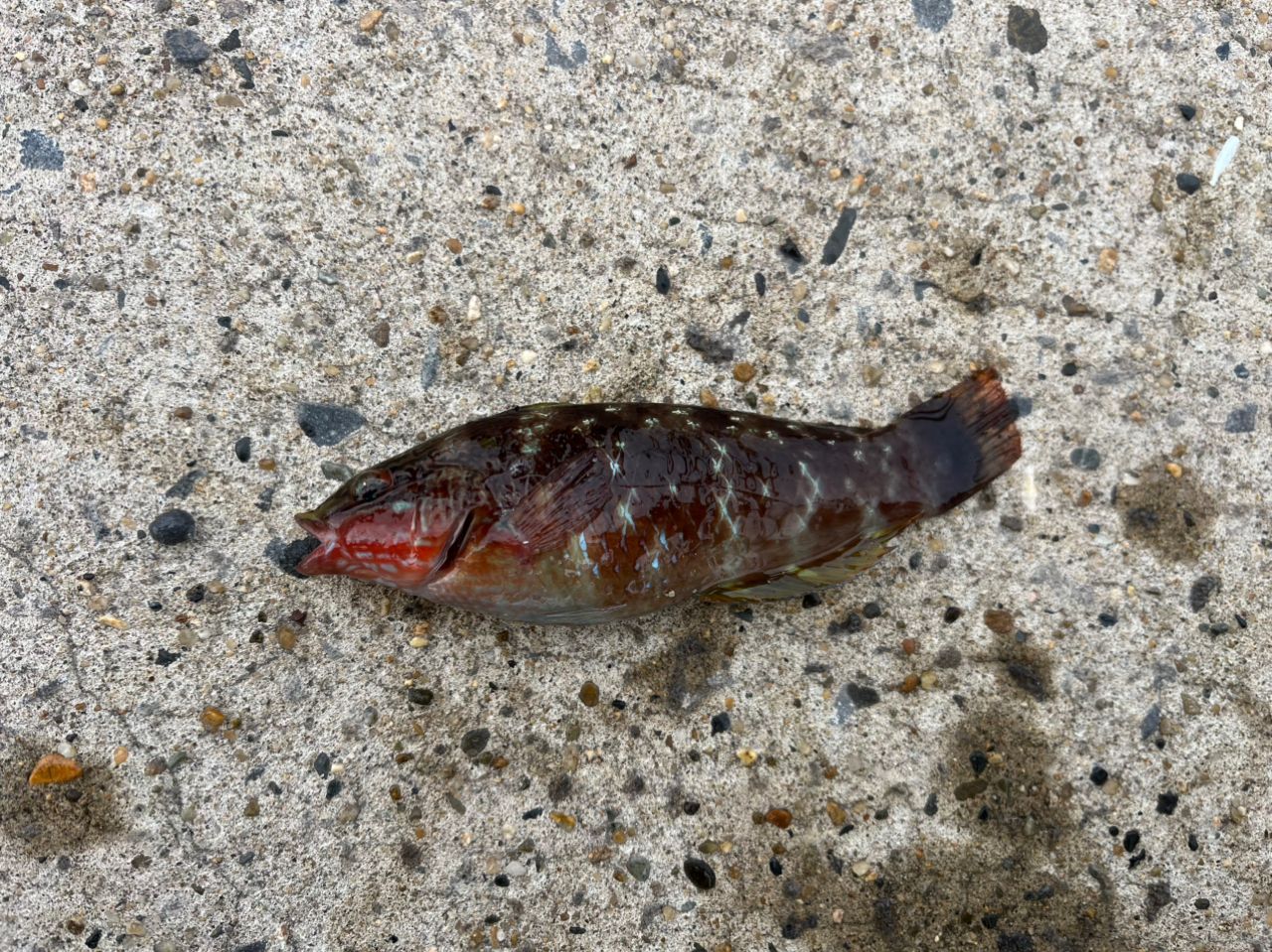 アカササノハベラ