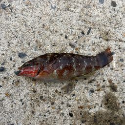 アカササノハベラ