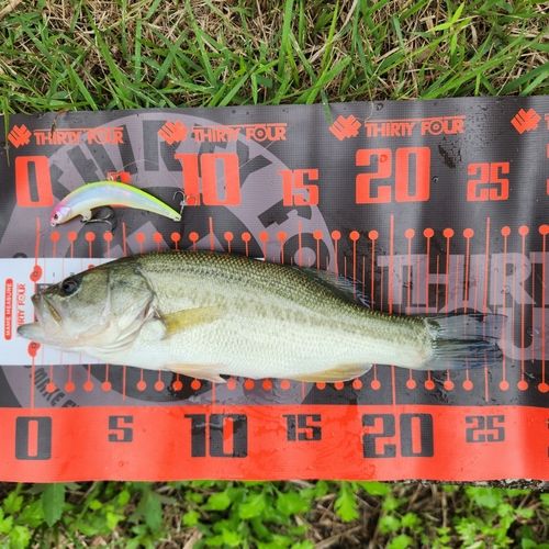 ブラックバスの釣果