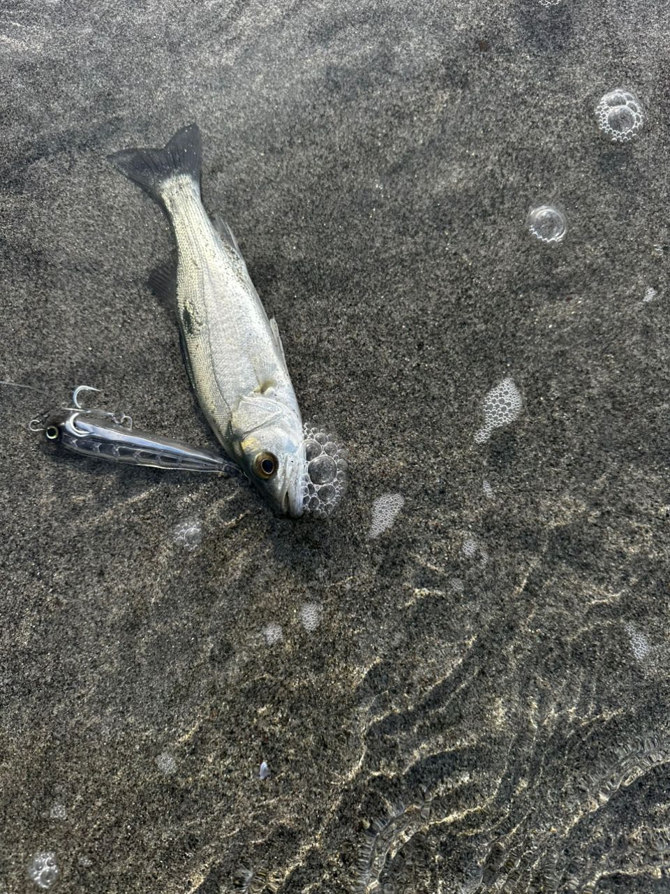 セイゴ（マルスズキ）