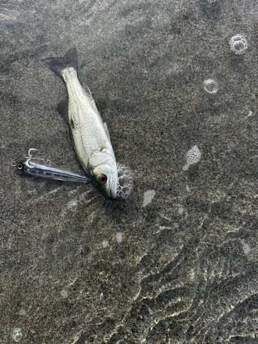 セイゴ（マルスズキ）の釣果