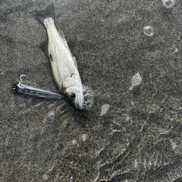 セイゴ（マルスズキ）