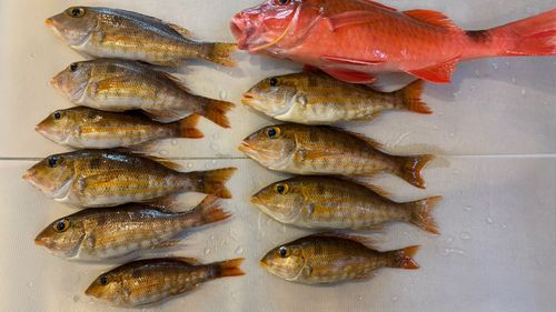 イトフエフキの釣果