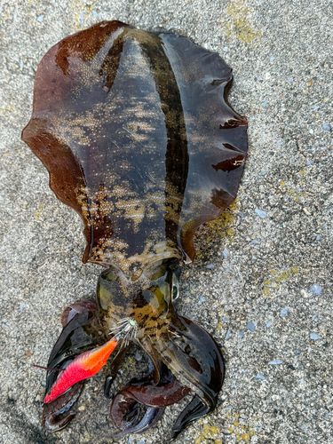 アオリイカの釣果
