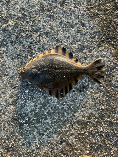 カレイの釣果