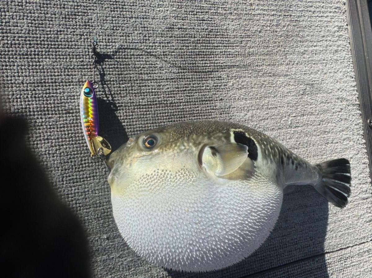 E-OSさんの釣果 1枚目の画像