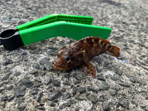 カワハギの釣果