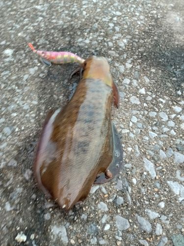 警固屋中学校前