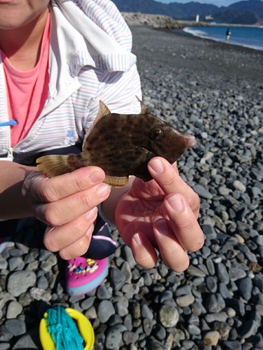 カワハギの釣果