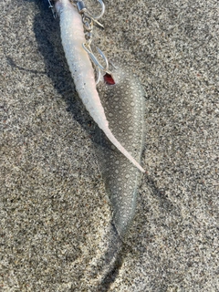 シタビラメの釣果