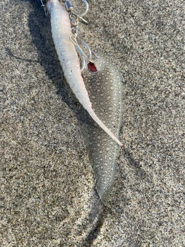 シタビラメの釣果