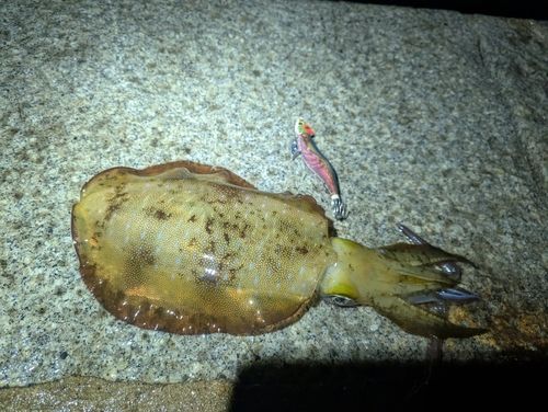 アオリイカの釣果