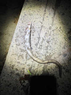 マアナゴの釣果