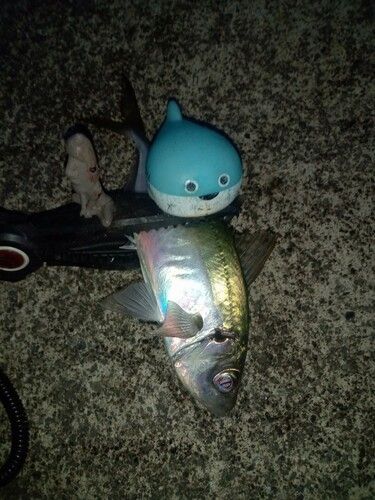 マアジの釣果