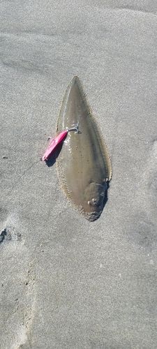 シタビラメの釣果