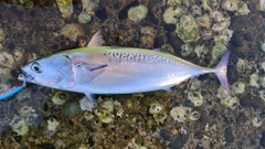 ヒラソウダの釣果