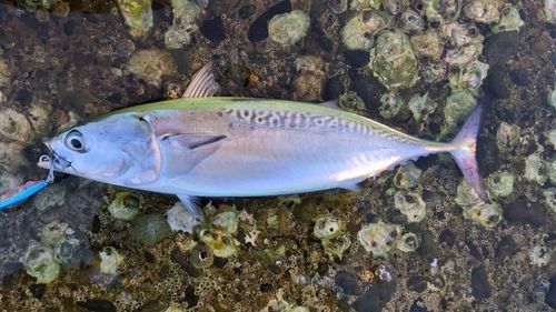 ヒラソウダの釣果