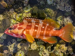 アカハタの釣果