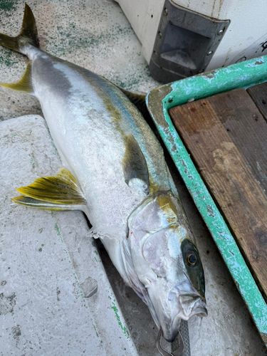 ヒラマサの釣果