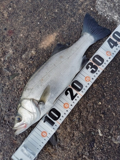 セイゴ（マルスズキ）の釣果