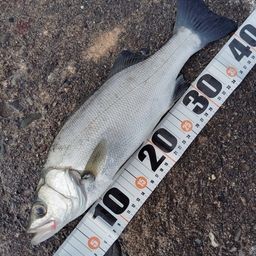 セイゴ（ヒラスズキ）