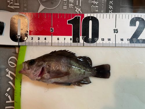 メバルの釣果