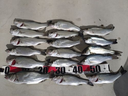 セイゴ（ヒラスズキ）の釣果