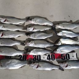 セイゴ（ヒラスズキ）