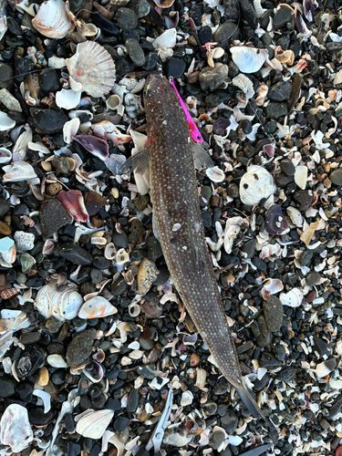 新舞子海岸（富津）